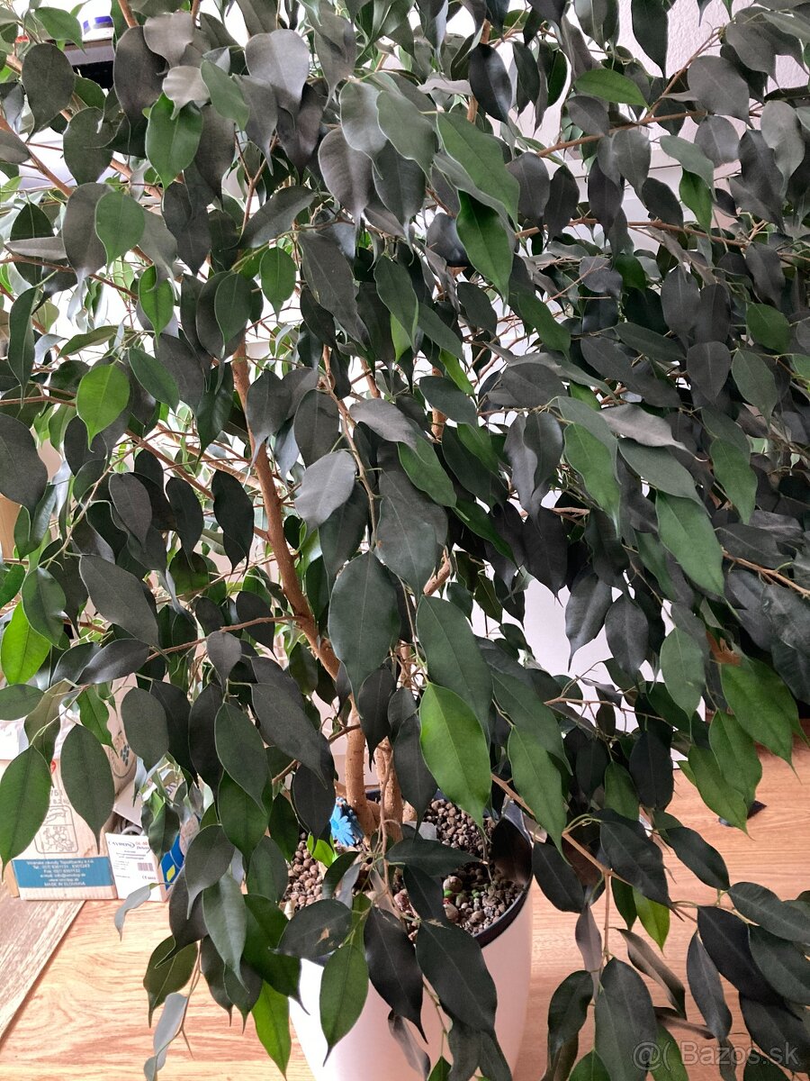 Predám izbový kvet FICUS BENJAMINA