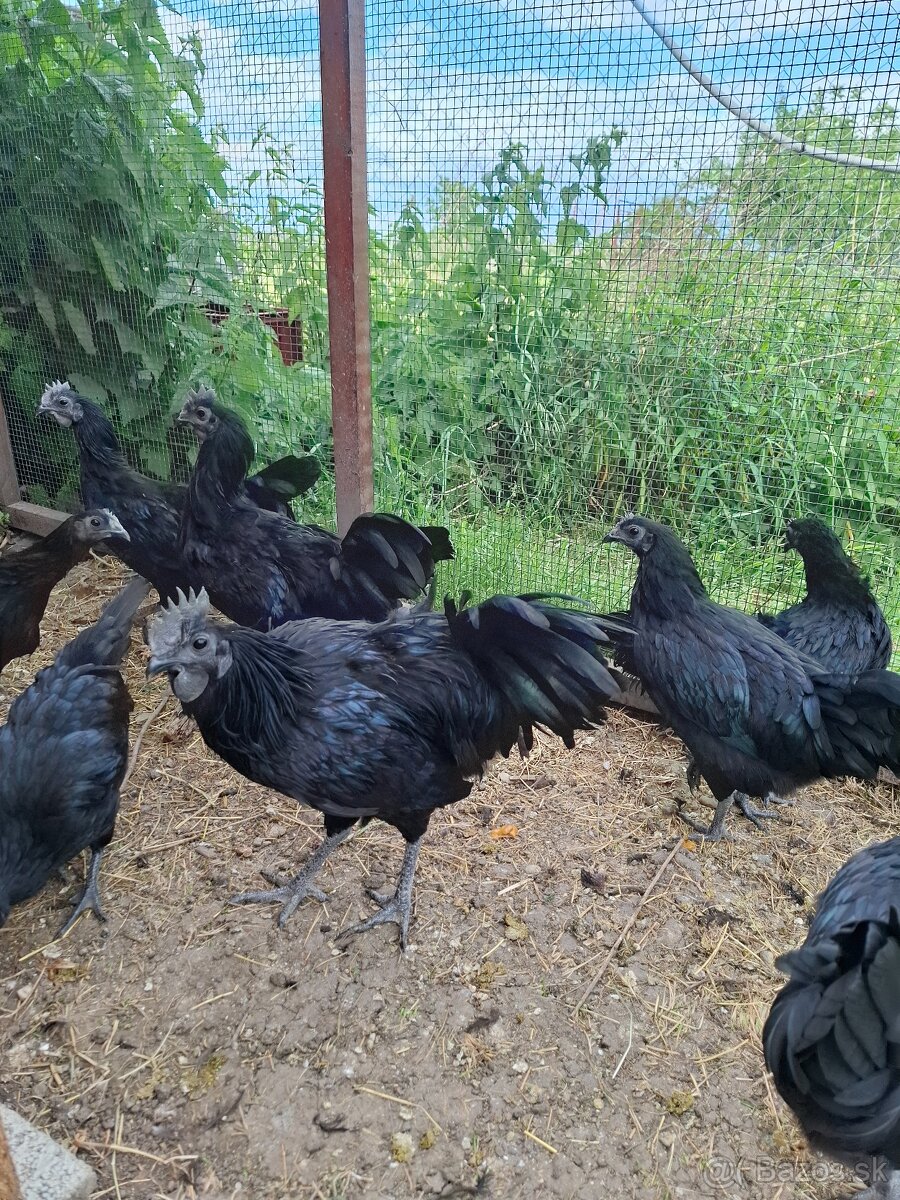 Kohouti Ayam Cemani