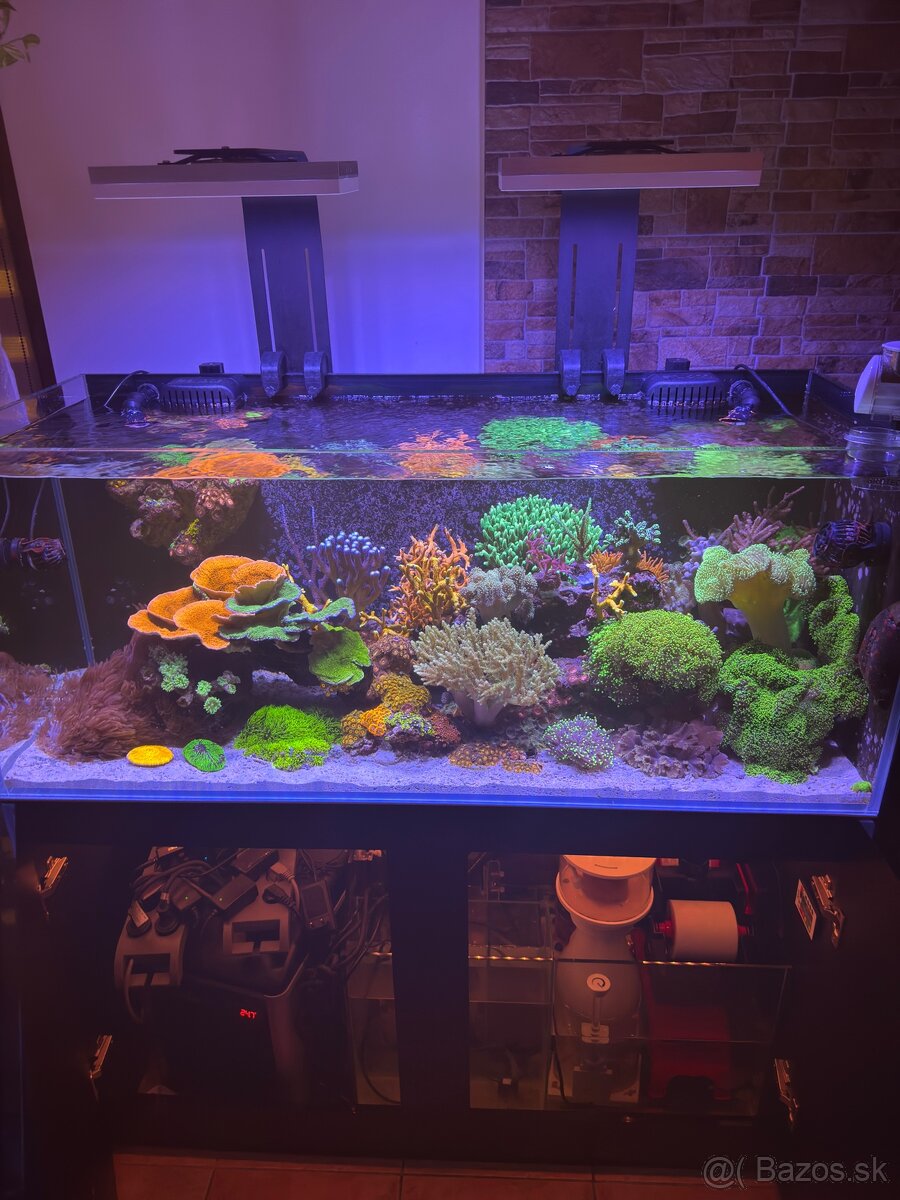 Morske akvarium