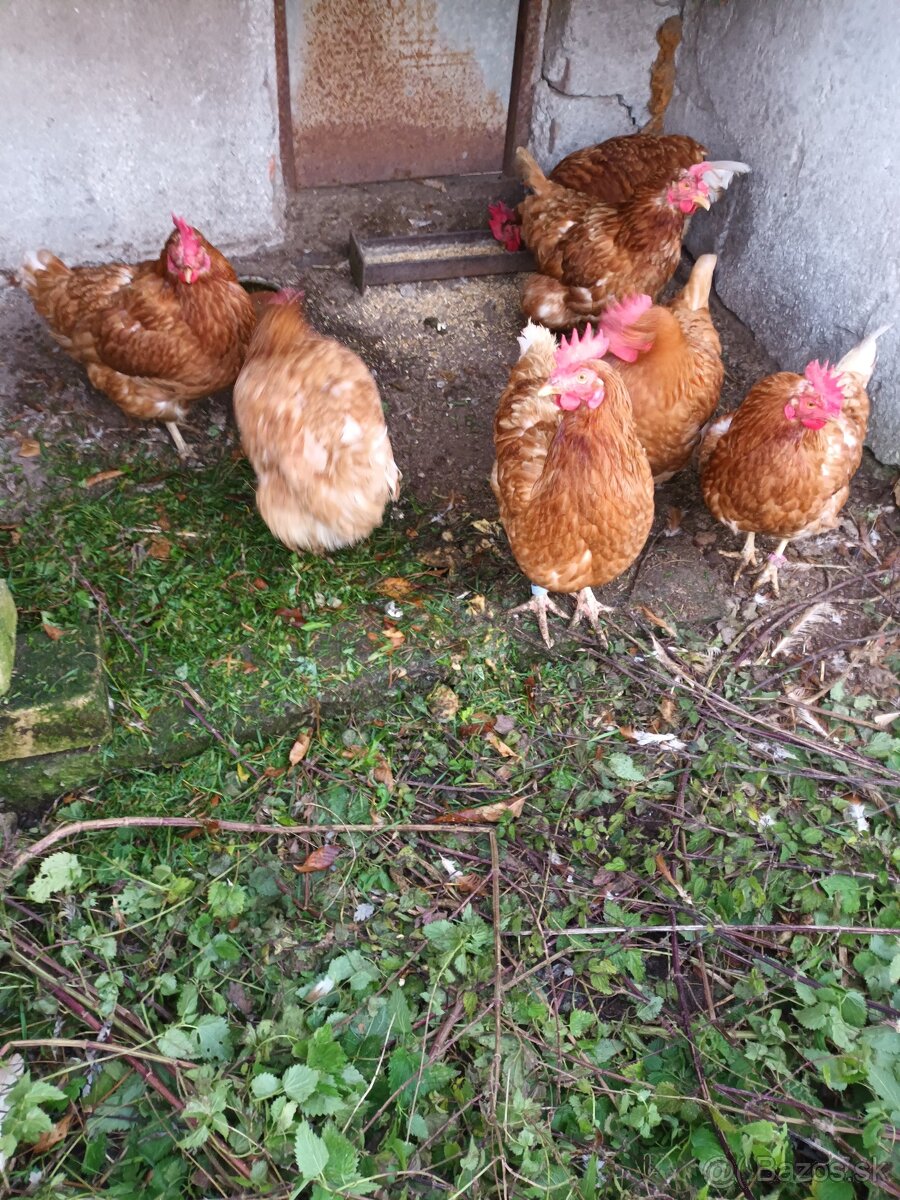 Domaca sliepka na polievku