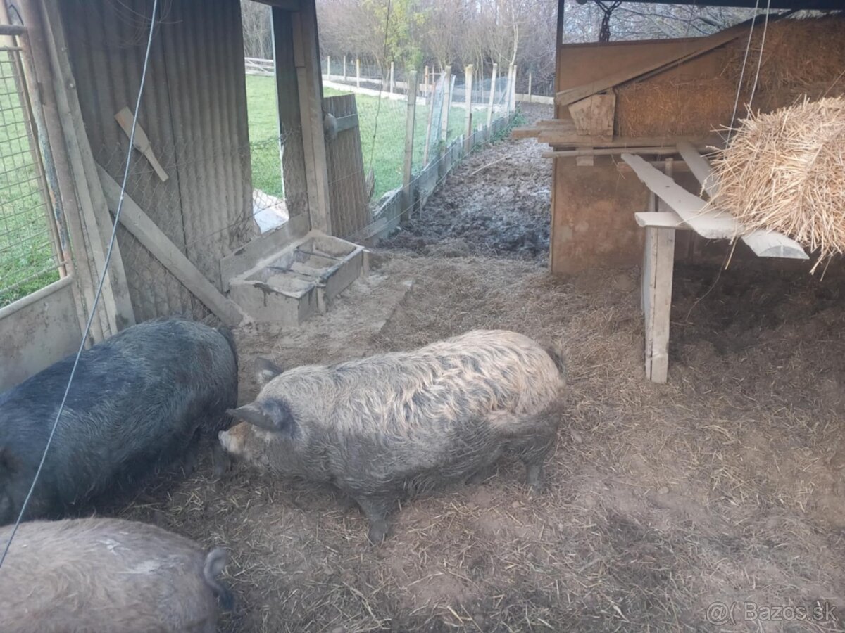 Predám ošípané mangalica durok