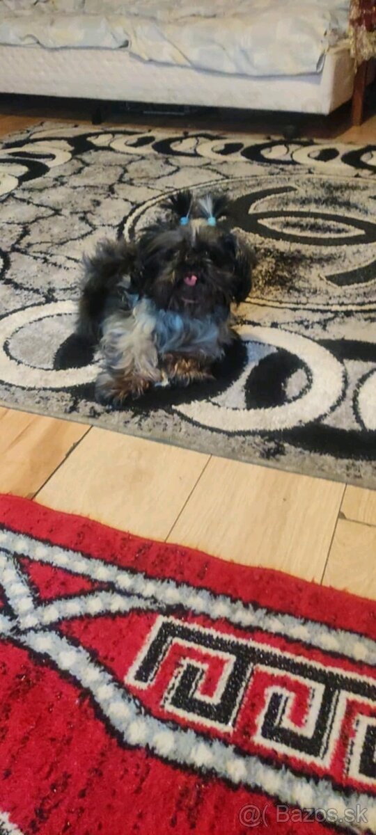Shitzu