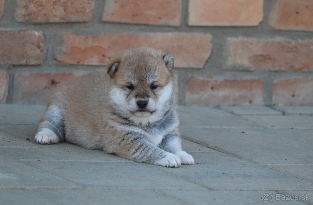 Shiba s PP
