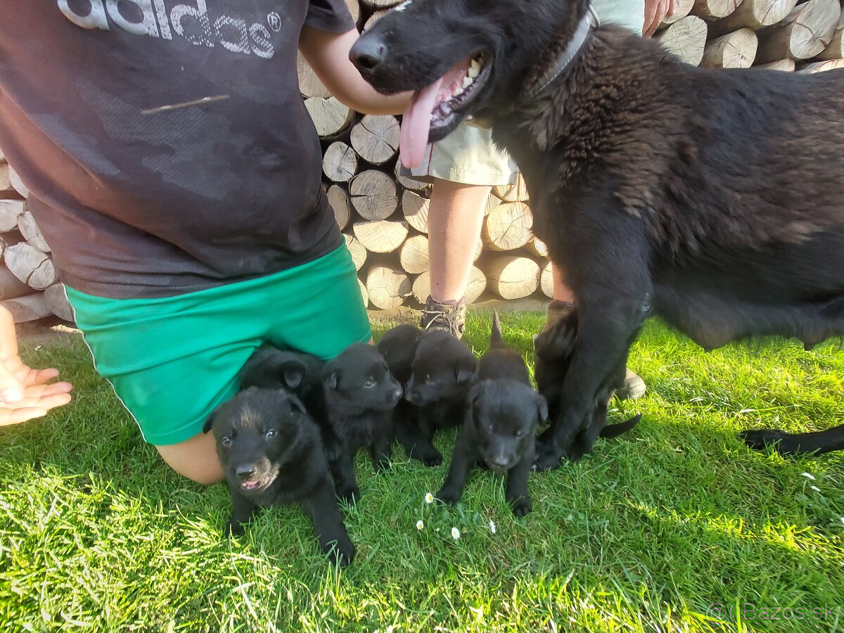 Šteniatka nemeckého ovčiaka – čierne, 70 €
