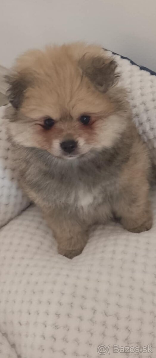 Pomerian