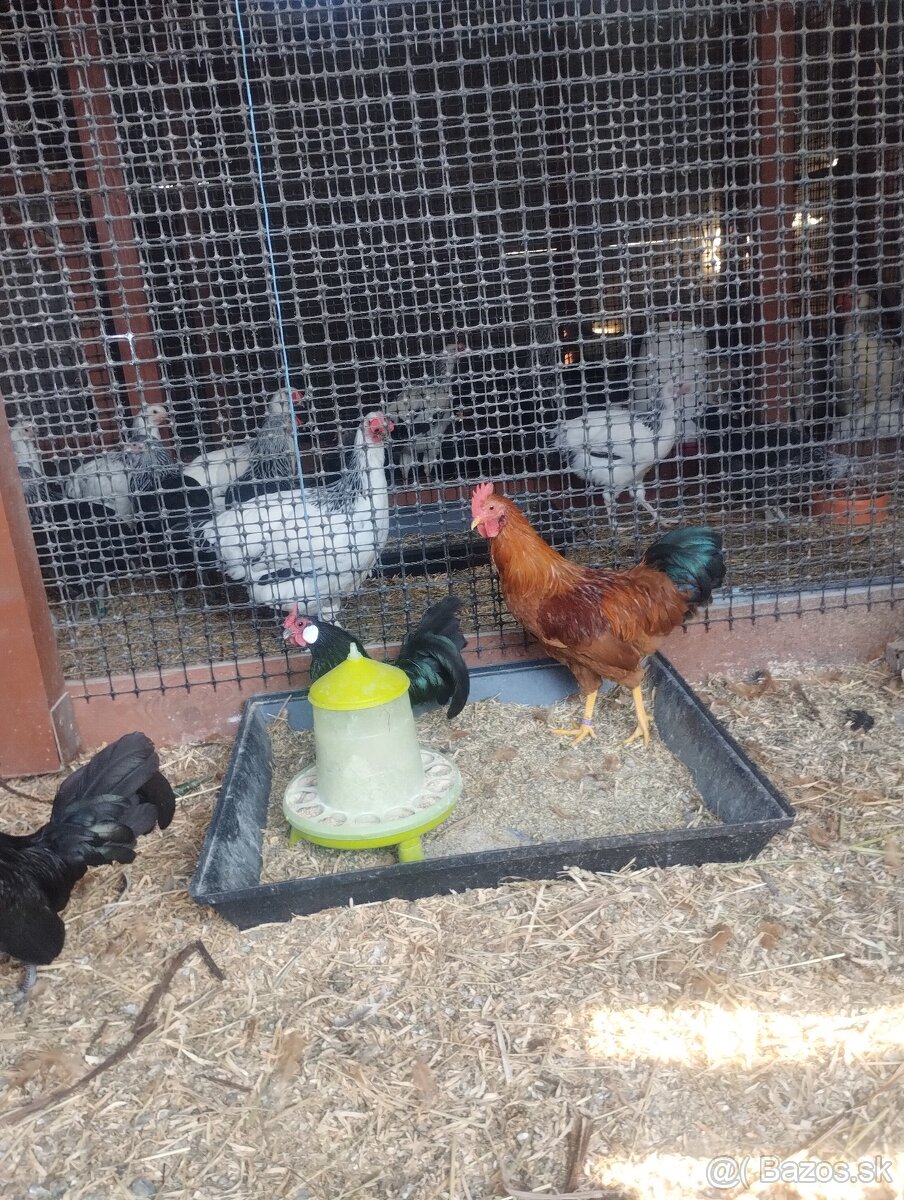 Bantamka,hempsir,sasex