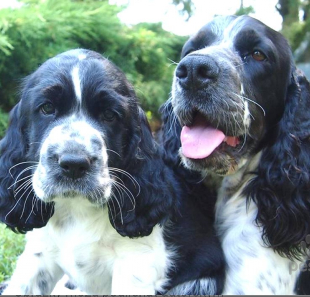 Anglický springerspaniel..