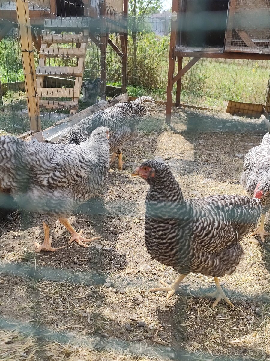 Kohúty oravky žltej a krahulcovej