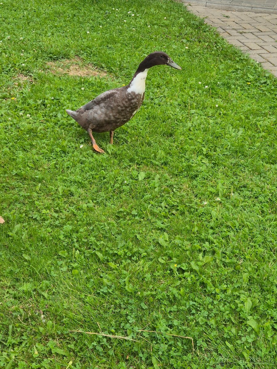 Predám indické bežce - káčerov