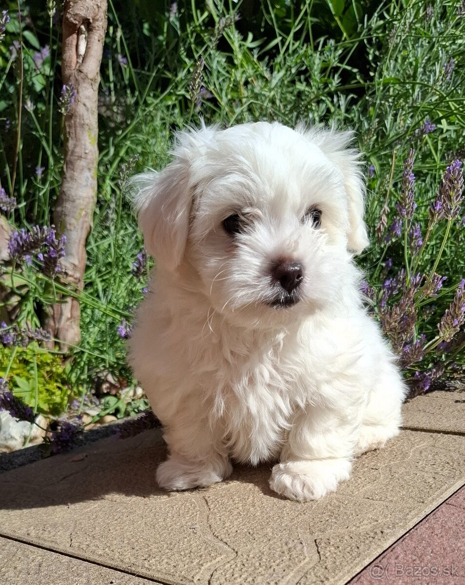 Mini maltezsky psik.maltezak.maltezacik