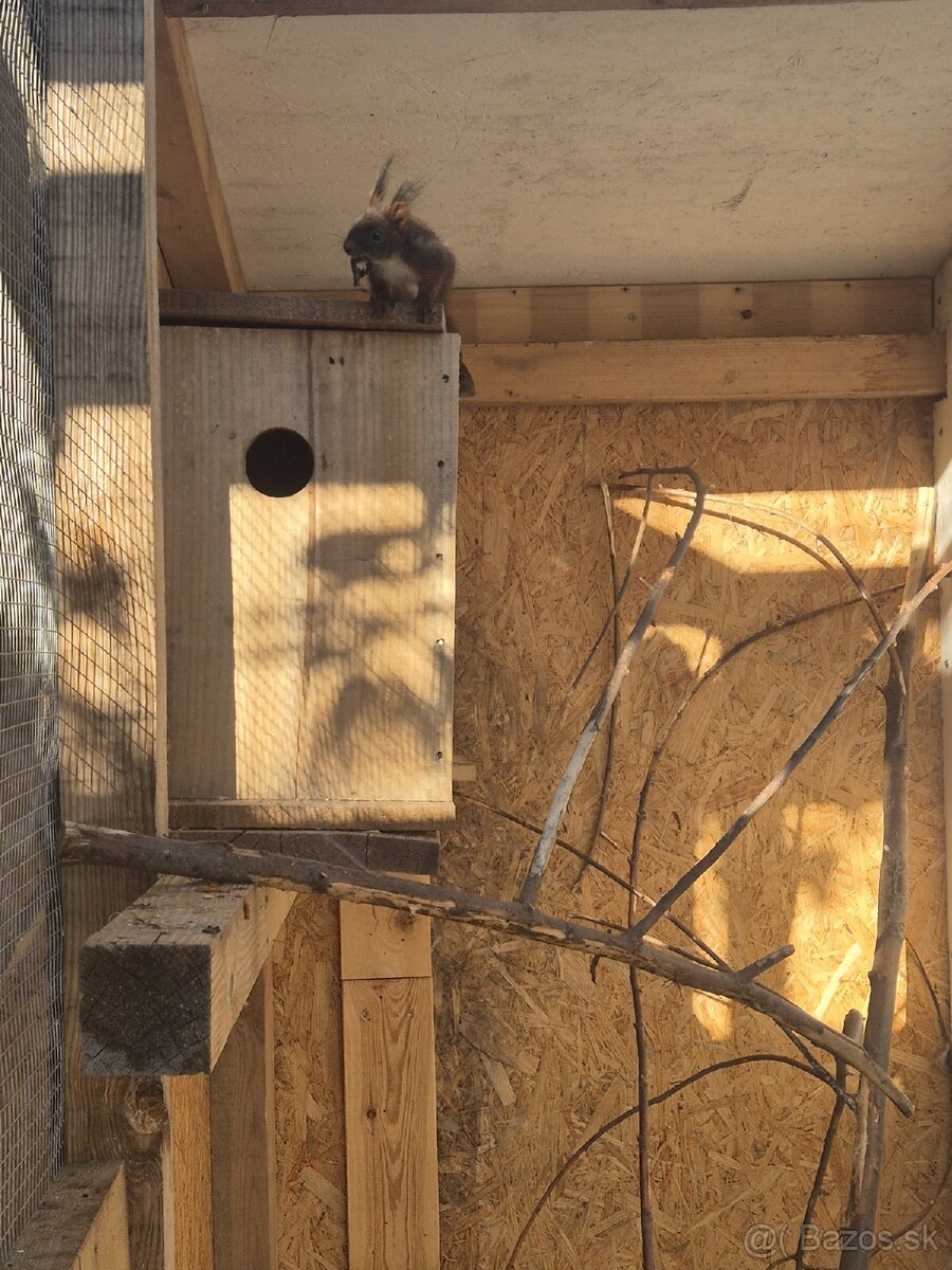 Veverička obyčajná