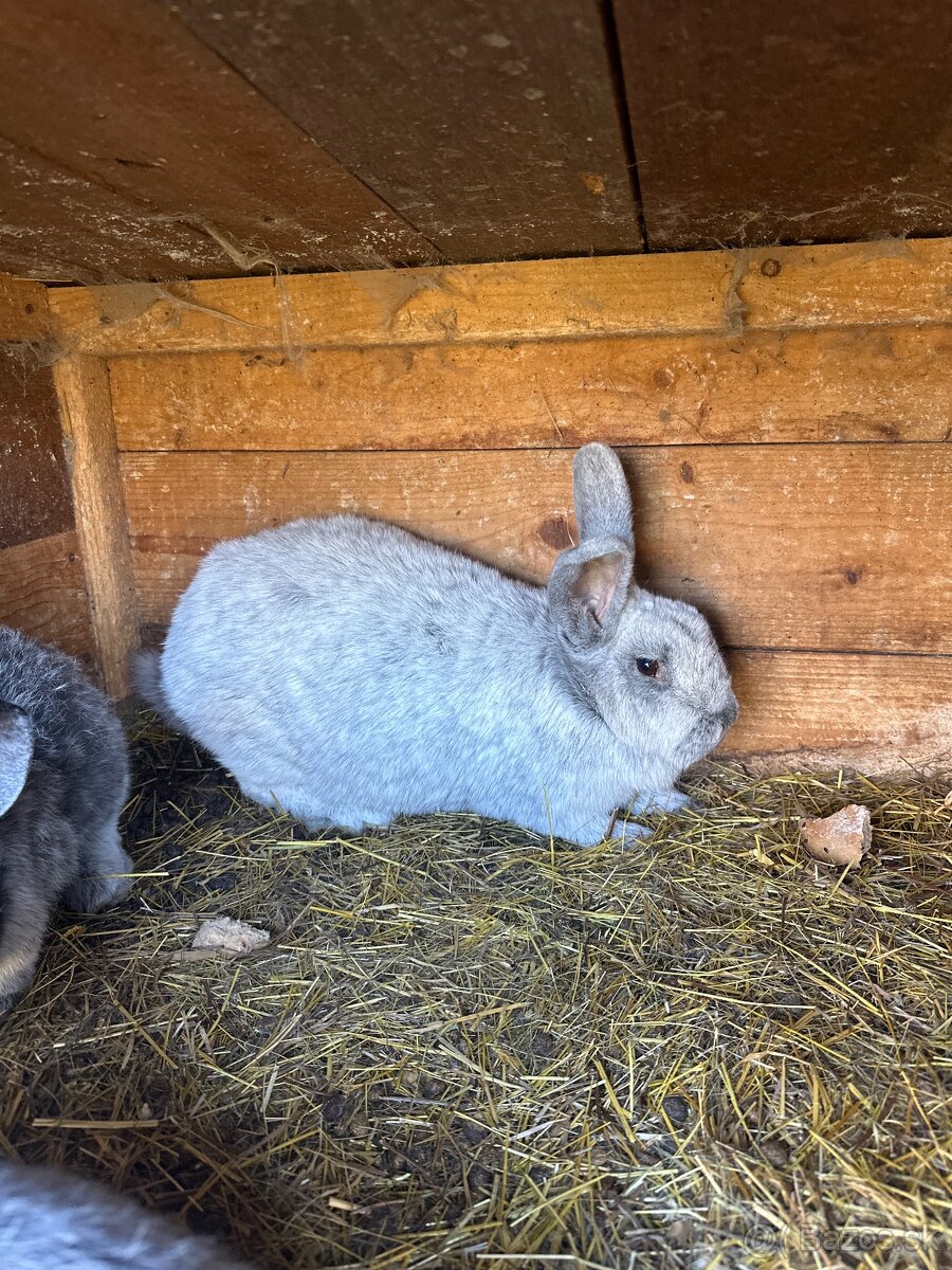 Samica VSS aj z mladými