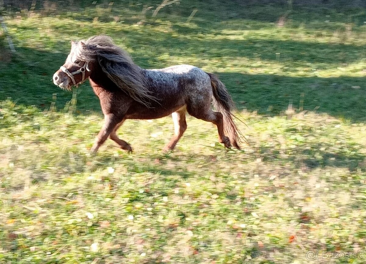 Minihorse plemenik s licenciou s pp