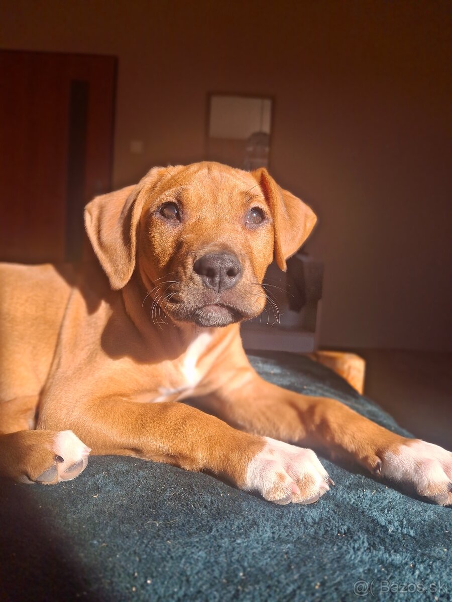 Predám šteniatko fenku