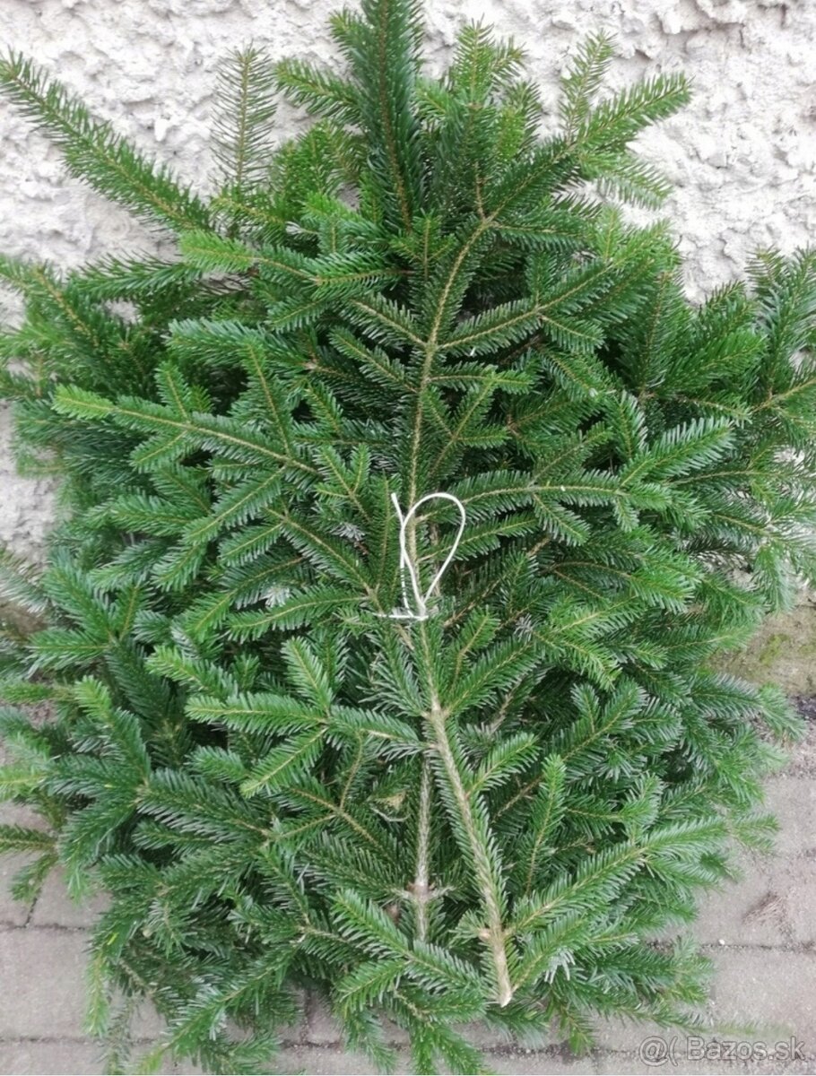 Čečina pravá jedľa