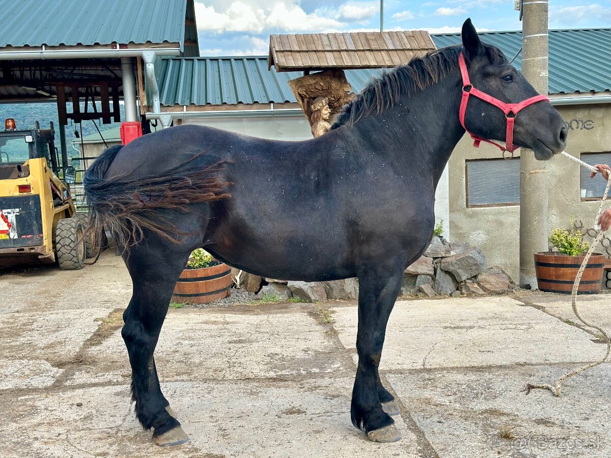 Predám kobylu - Percheron