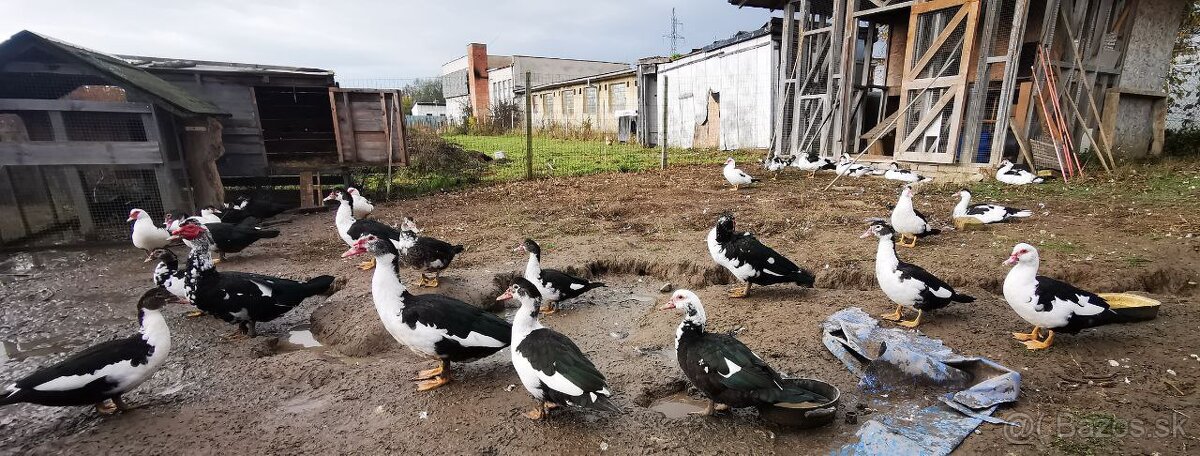 predam kacice/ kacerov