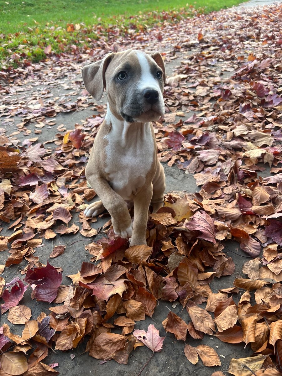 Stafordširsky terier