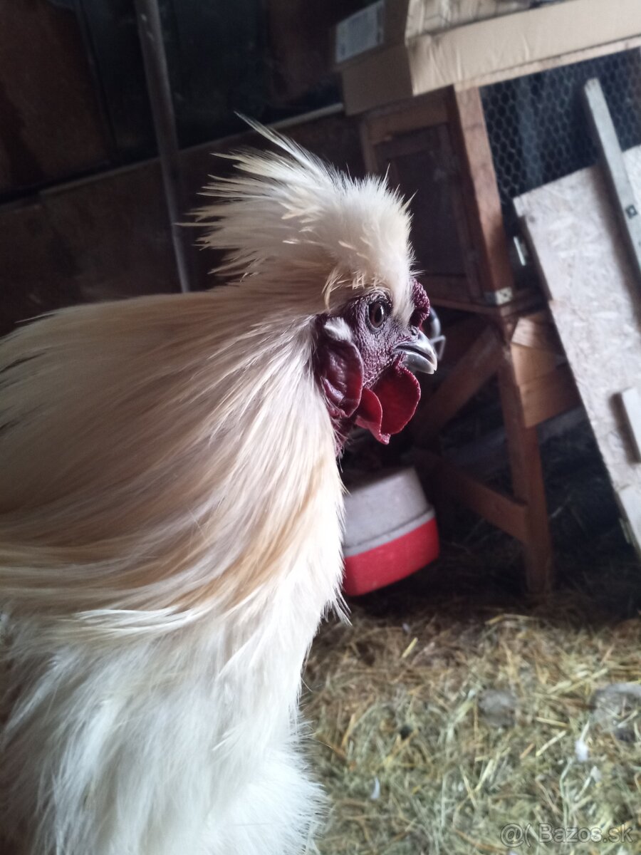 Hodvábnička Kohút