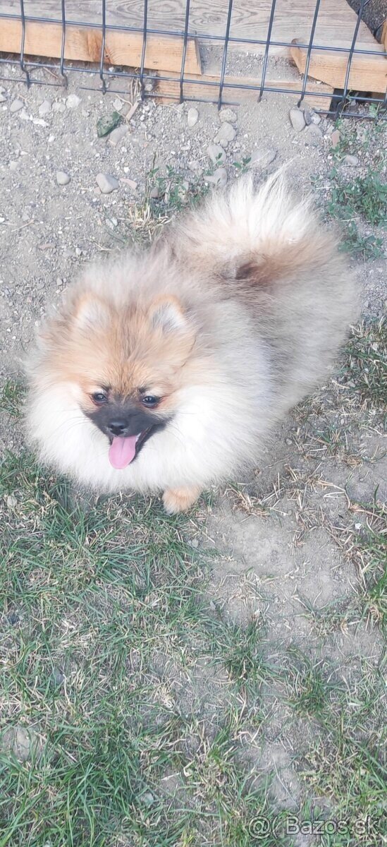 Pomeranian FCI