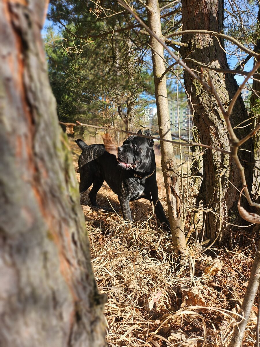 Cane Corso na krytie