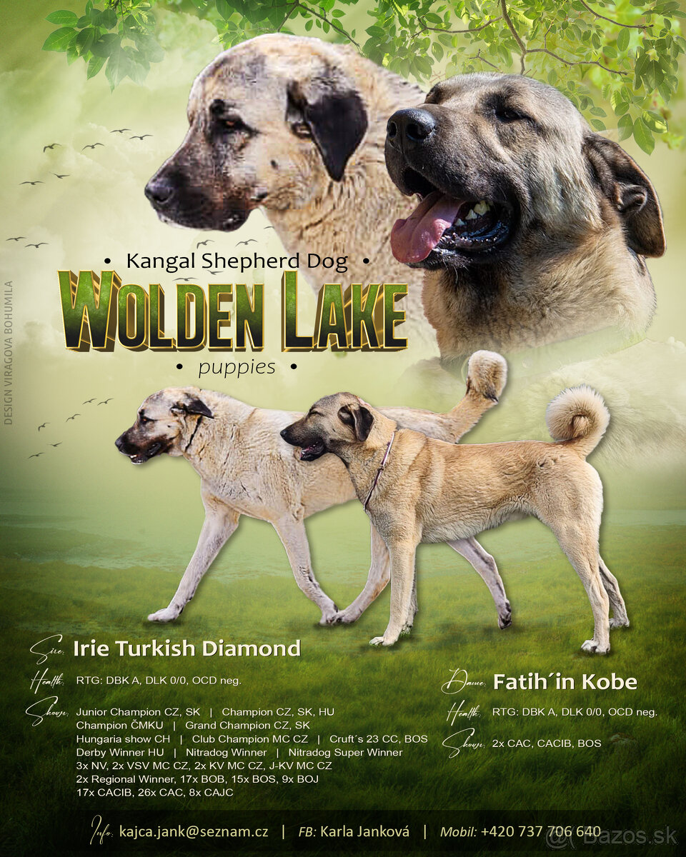 Kangal štěňata - rezervace