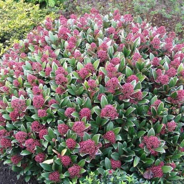Skimmia japonica