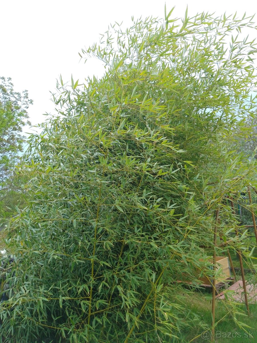 Bambus phylostachys celoročný