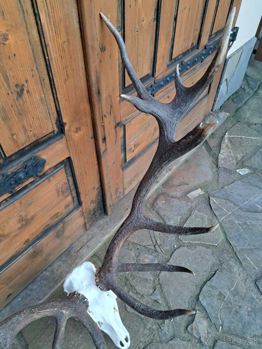 8 kg jelen parohy parozie
