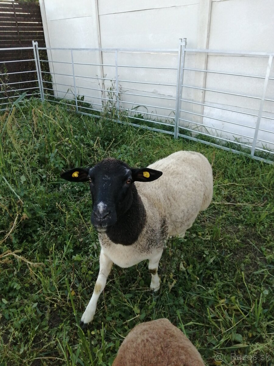 Ovca Dorper