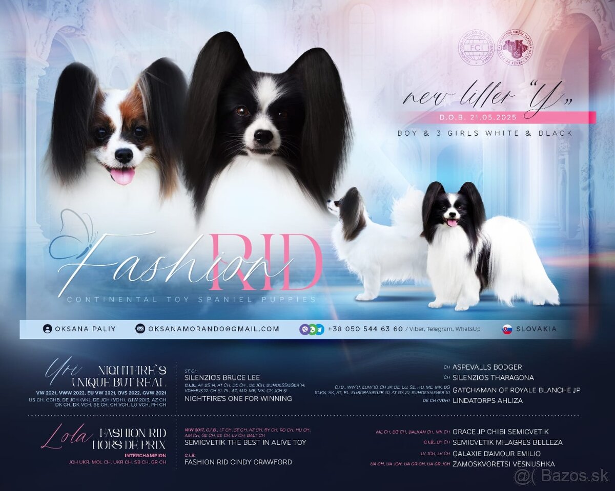 Papillon s rodokmeňom FCI