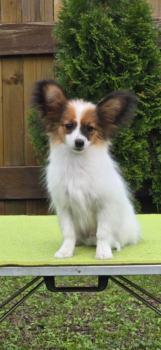 Papillon s rodokmeňom FCI