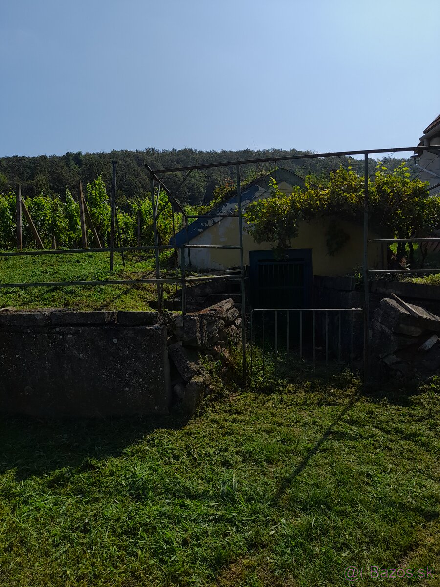 Vinohrad v Tokajskej oblasti