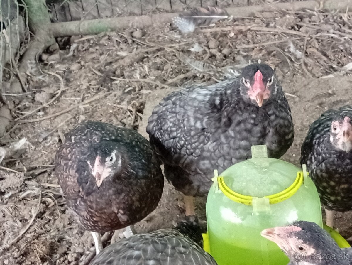 Predam indické bojovnicky.