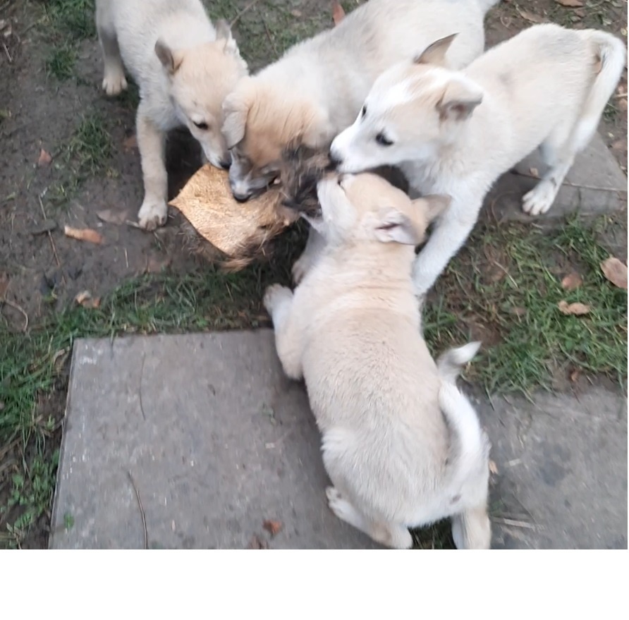 Západosibírska lajka