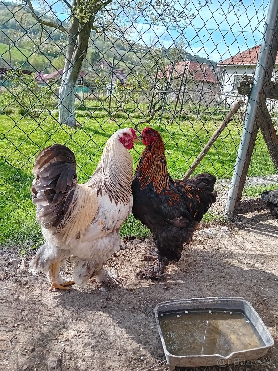 Kohúti na predaj