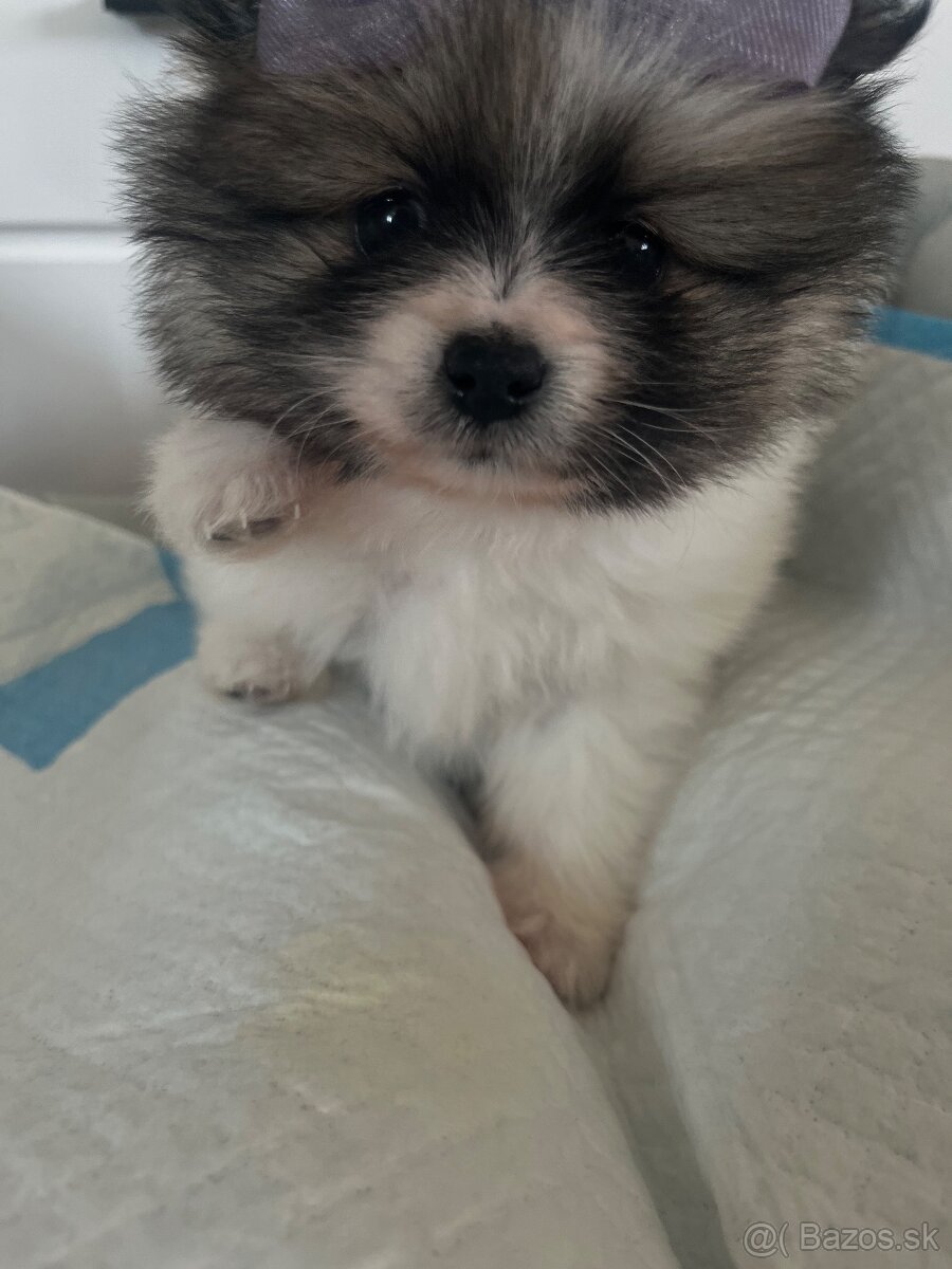 Pomeranian