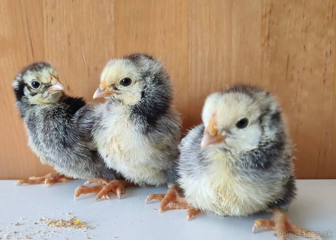 Ponúkam k odberu kurence Wyandotky čiernolemovanej (veľká f
