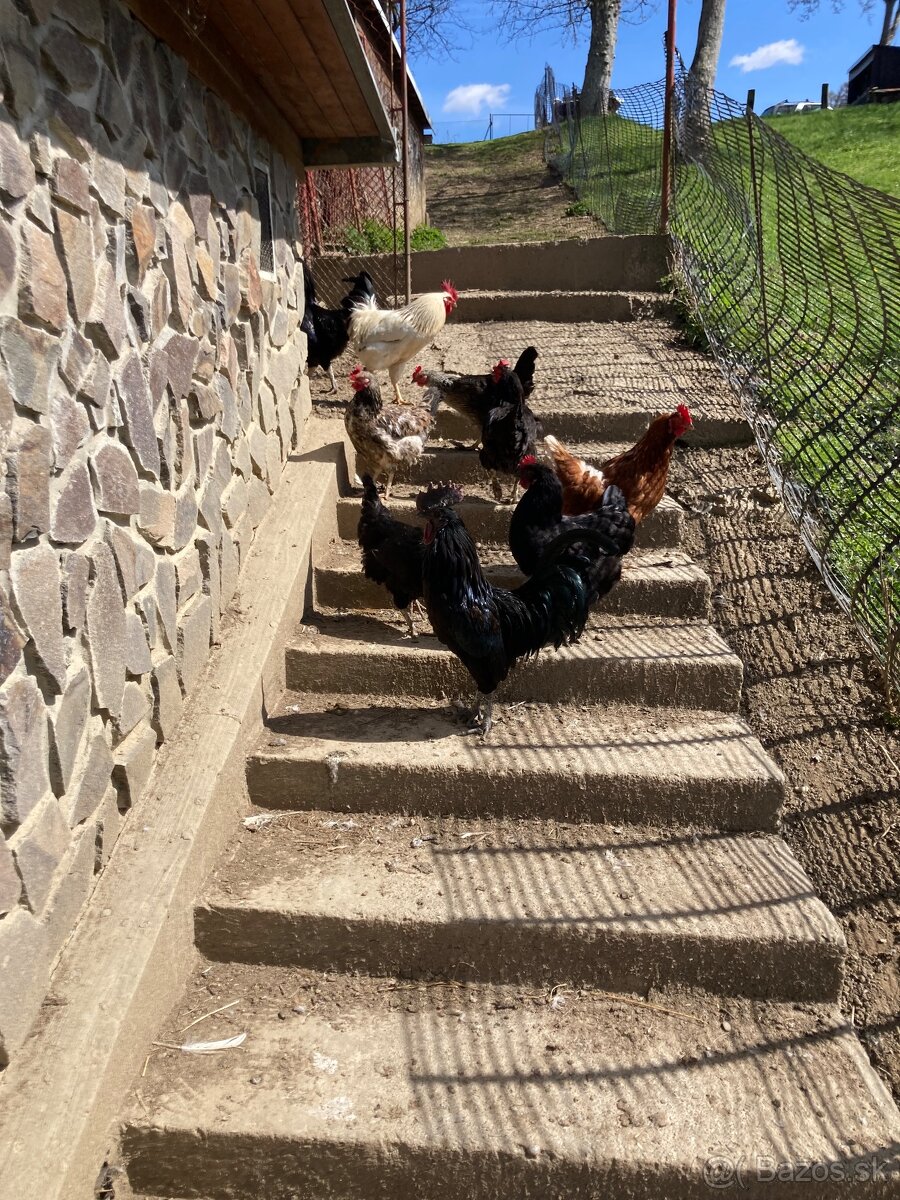 Ayam Cemani