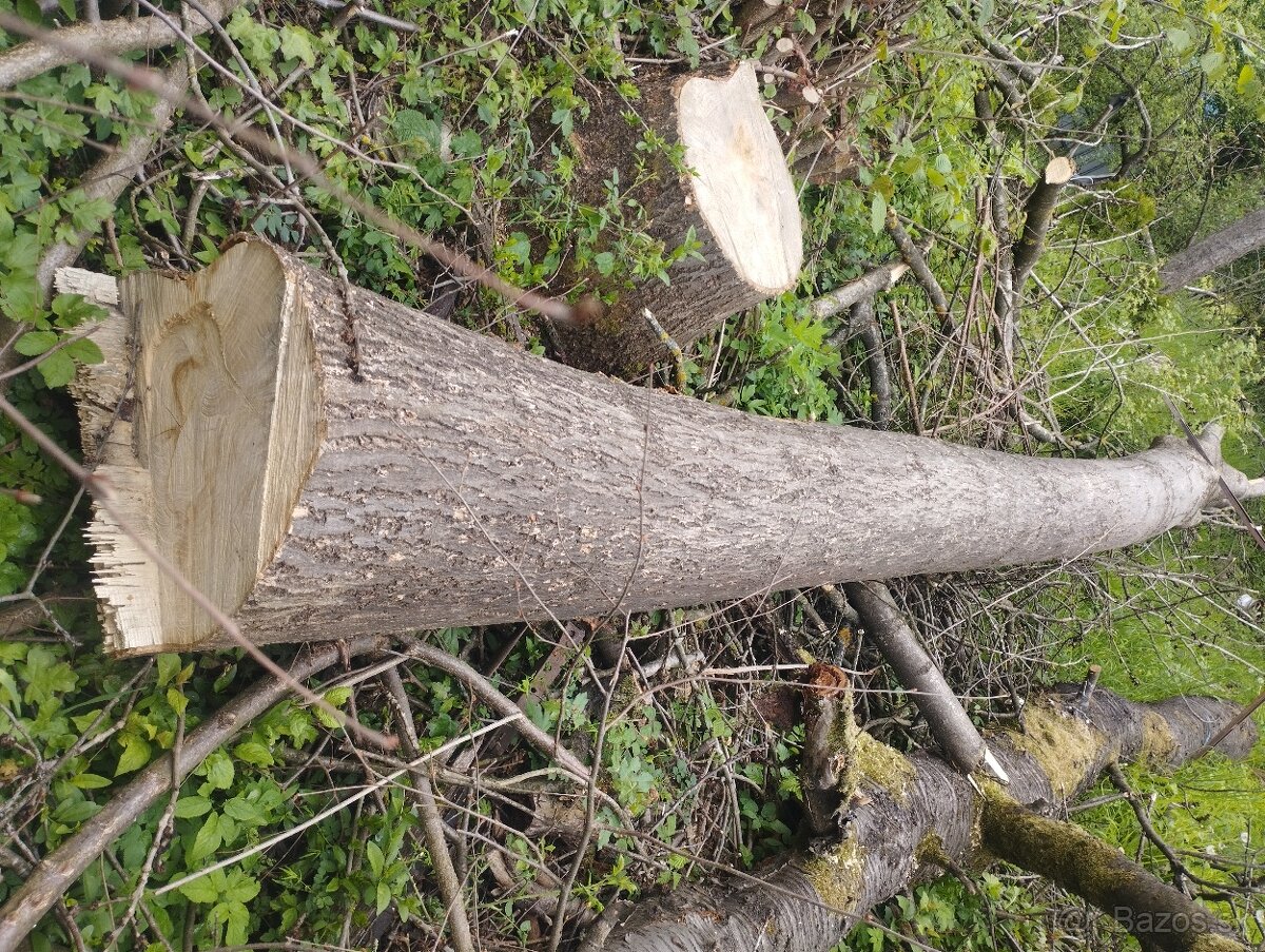 Predám kmeň jaseňa.