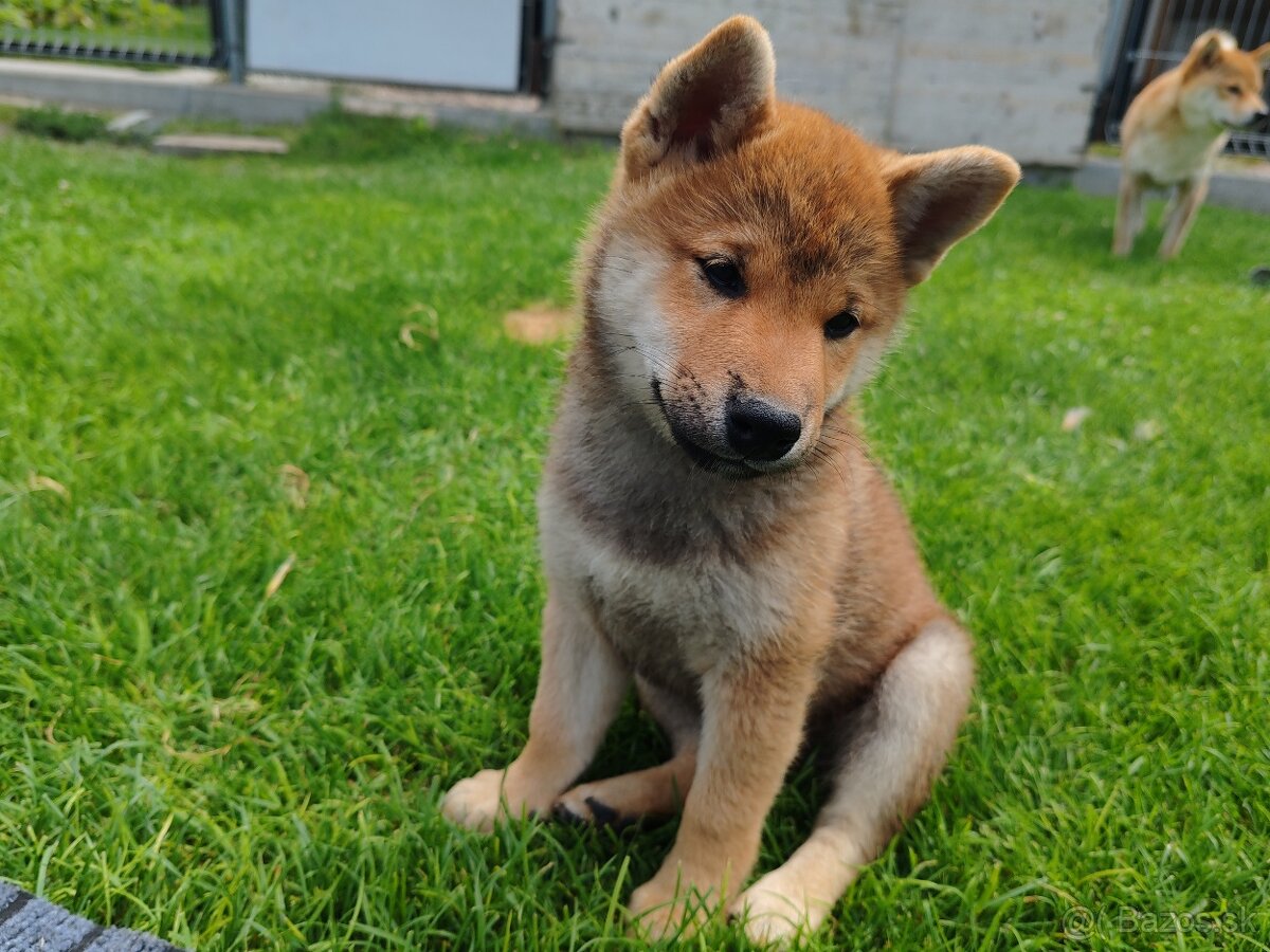 Shiba inu psýk s PP