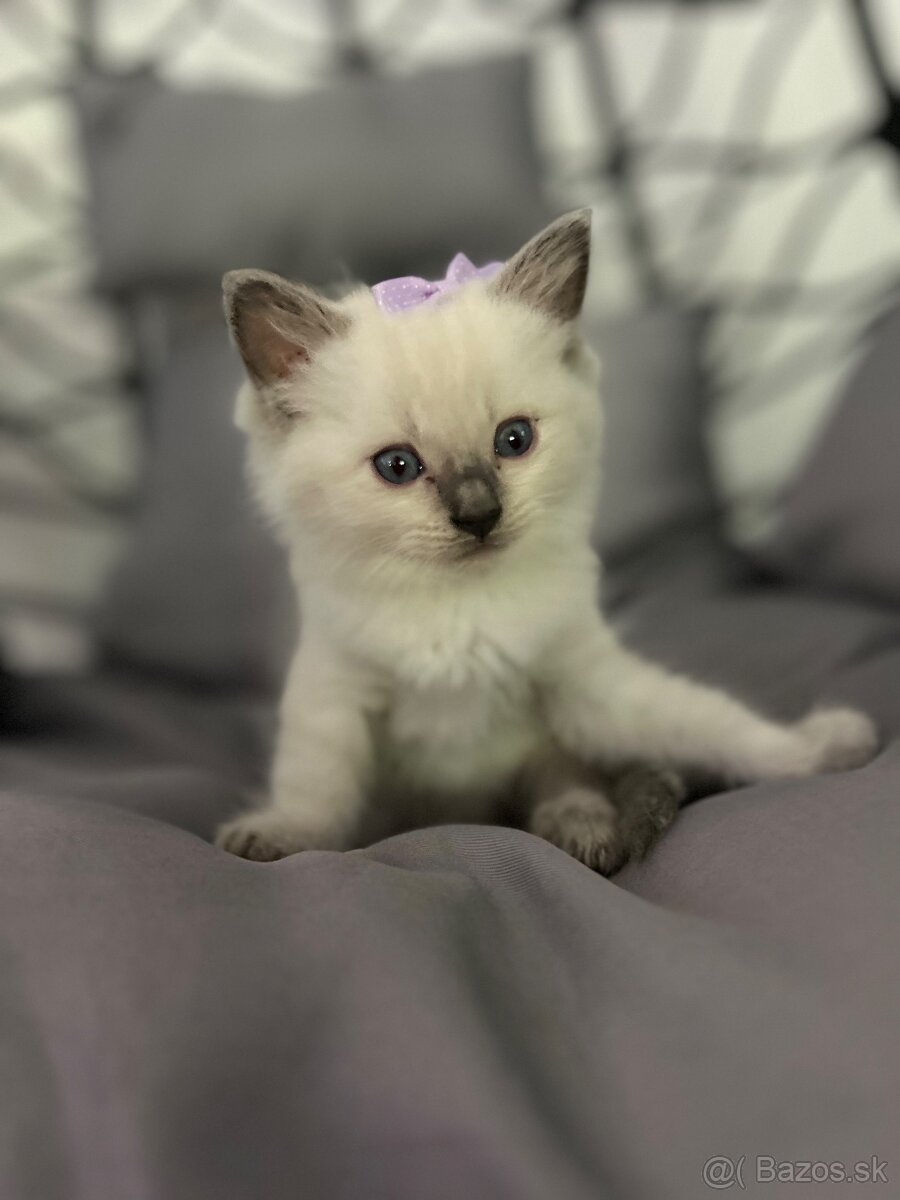 Ragdol, Ragdoll