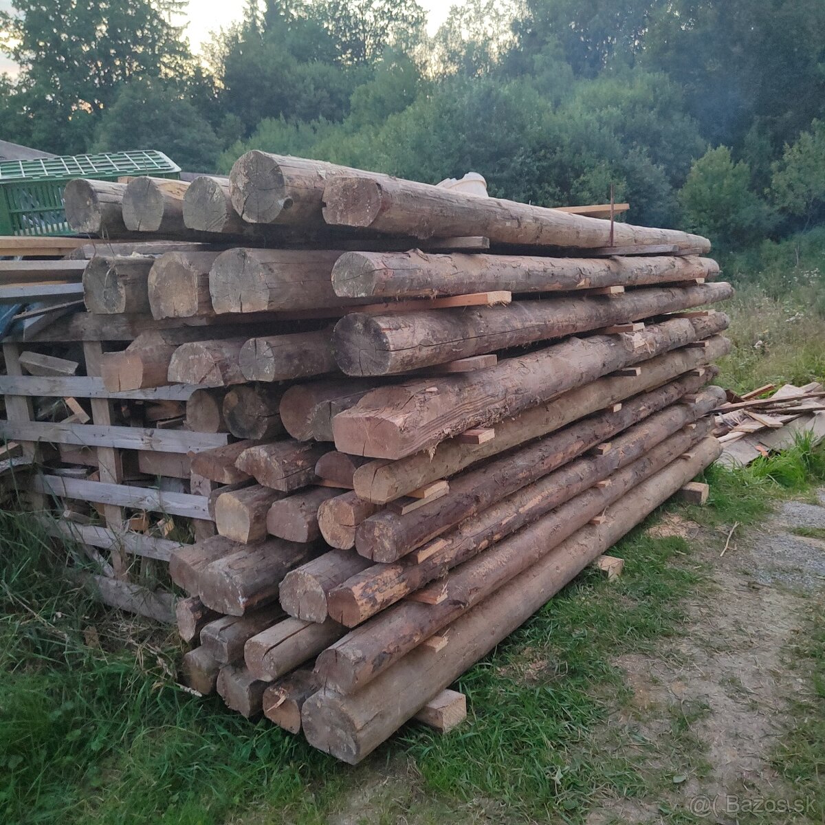 Stare drevo 130 rokov