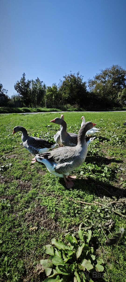 Predám husi na chov