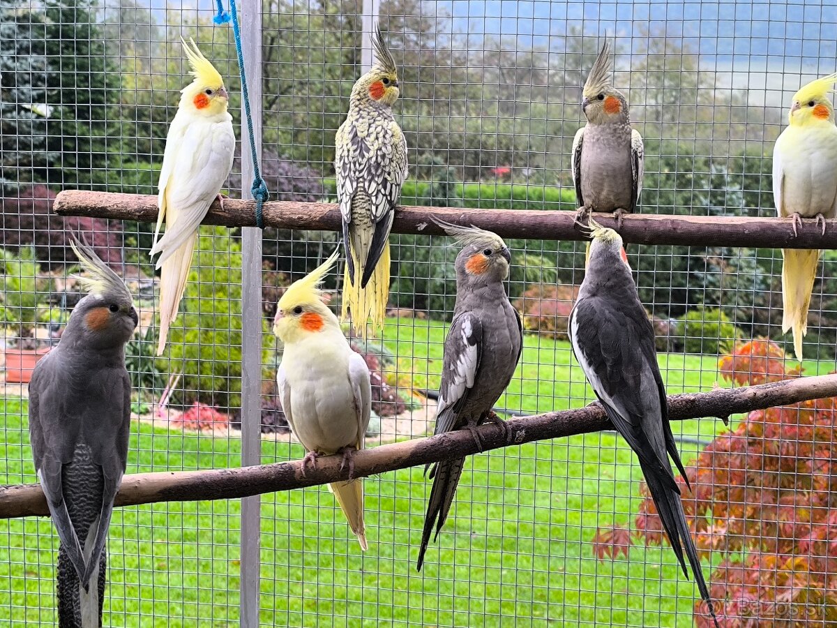 Predám korely výstavný typ