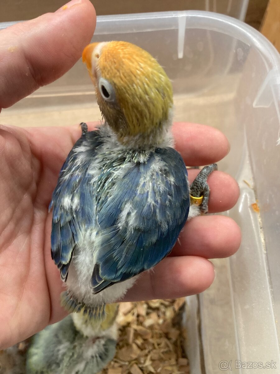 Rucne dokrmovane agapornisy fischer opalin tyrkys