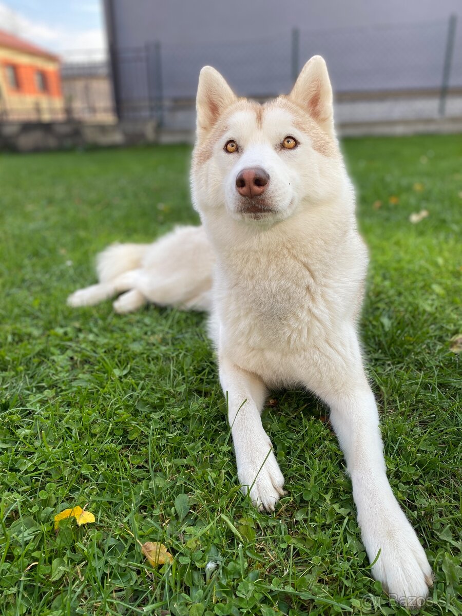 sibirsky husky