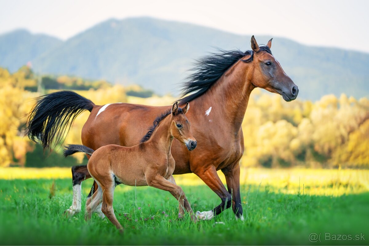 Princezná na predaj