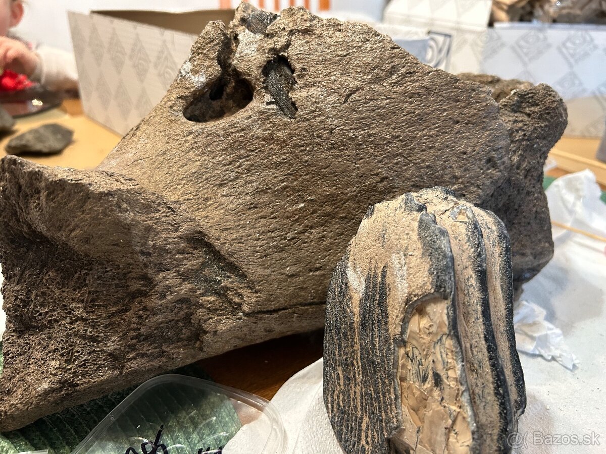 Mamutí zub , mamutia sánka , humerus , lopatka , mamut