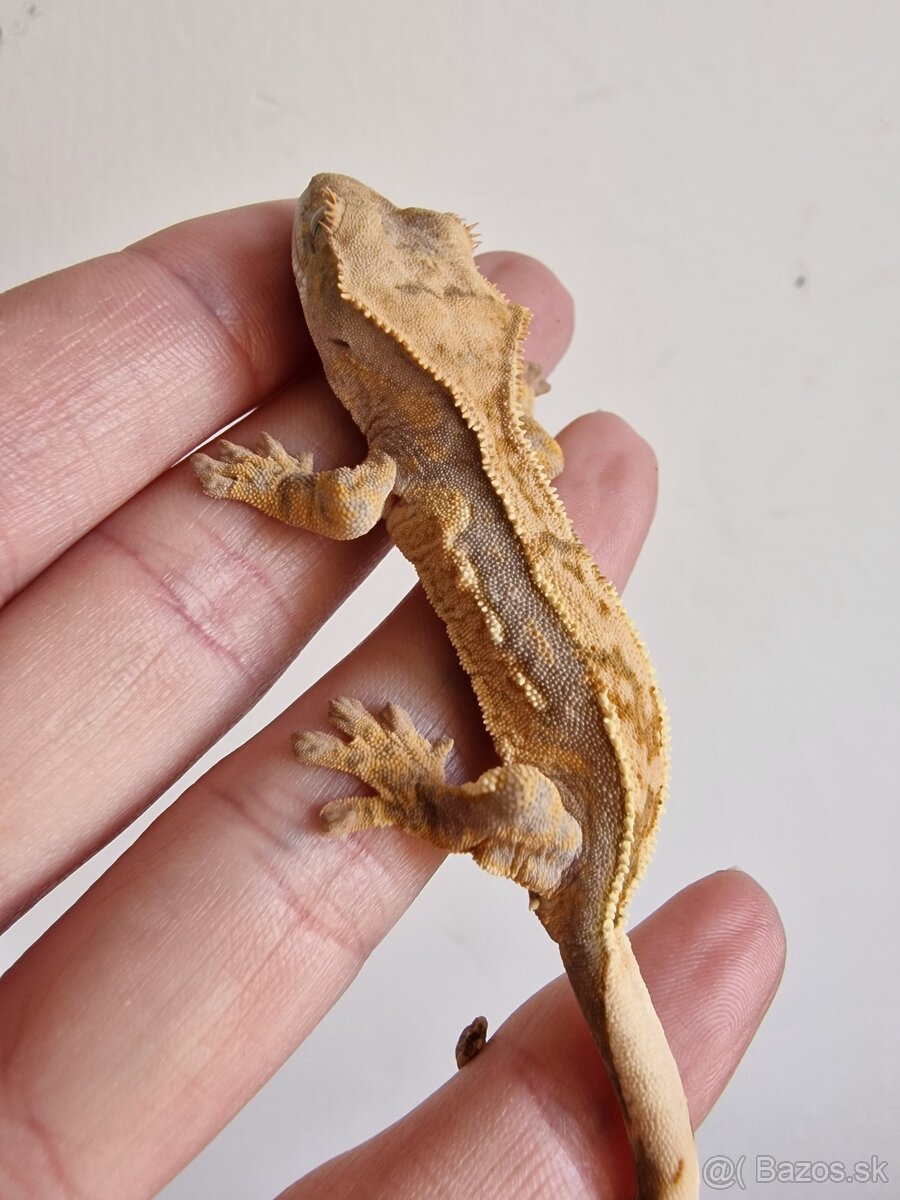 Rhacodactylus cilliatus